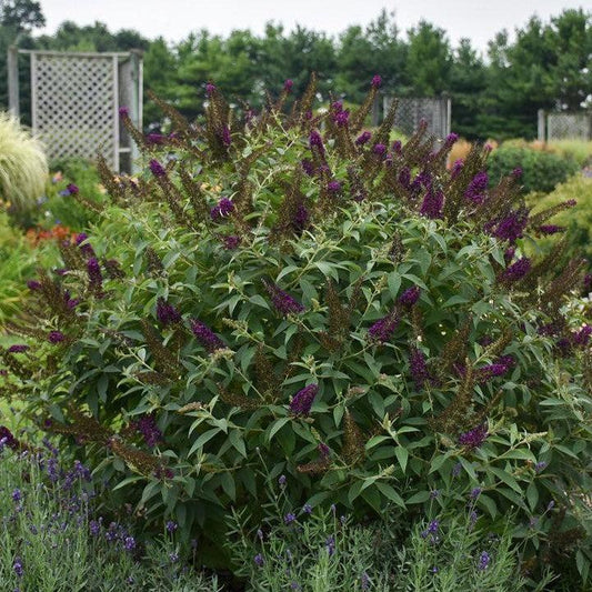 Buddleia 'Dark Dynasty' PP27,834  - MONARCH® Dark Dynasty Butterfly Bush