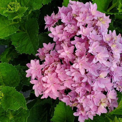 Hydrangea macrophylla ‘Hortmafarfa’ PP32,164  - Bloomin' Easy® Starfield™ Hydrangea