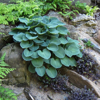 Hosta 'Blue Mouse Ears'  - Blue Mouse Ears Hosta