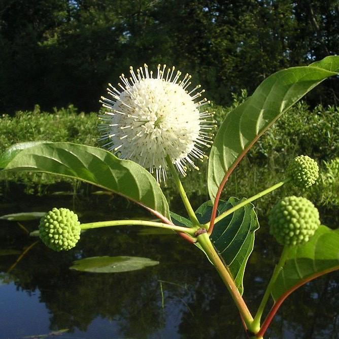 Cephalanthus occidentalis 'Fiber Optics'  - First Editions® Fiber Optics Cephalanthus