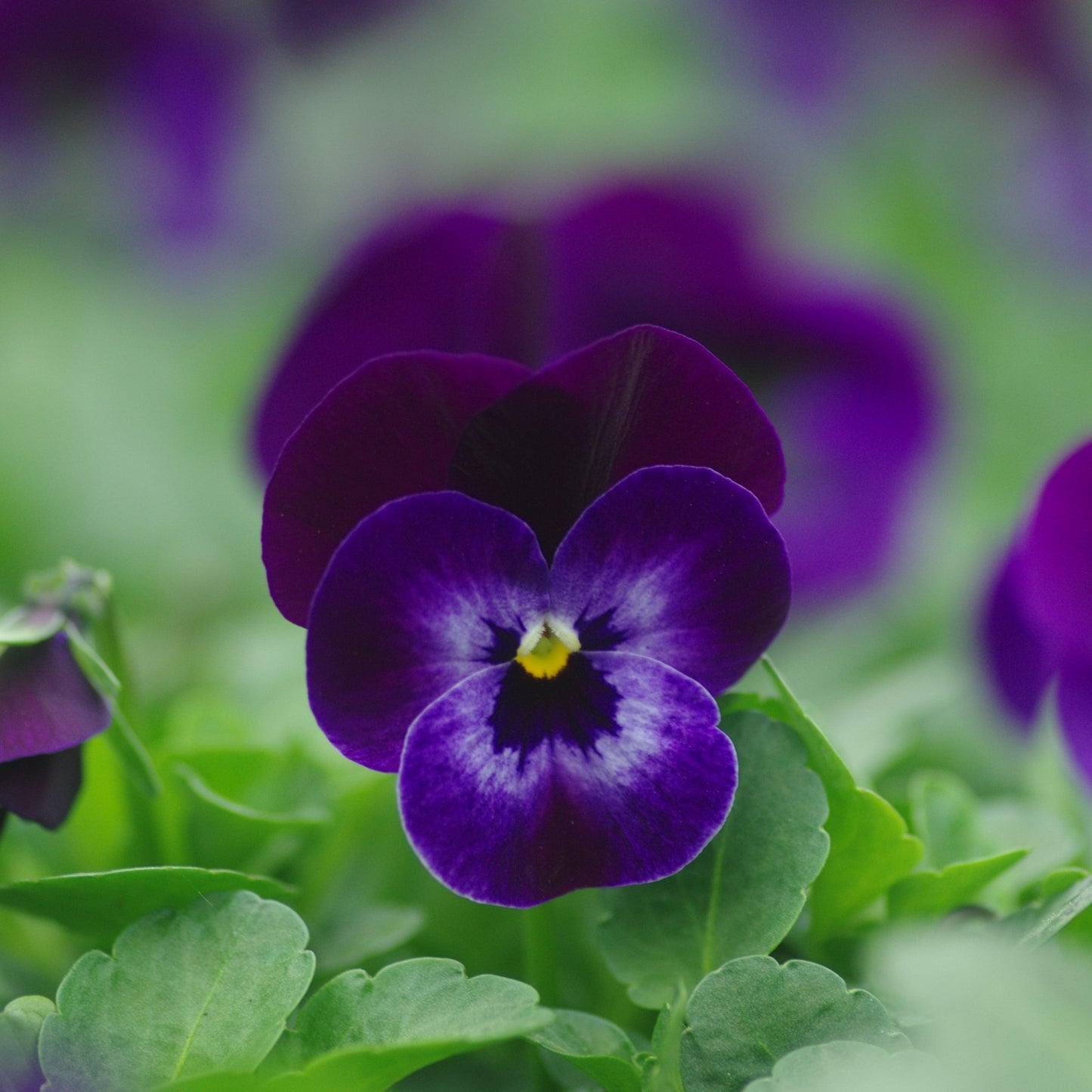 Viola cornuta 'Penny Denim Jump Up'  - Penny™ Denim Jump Up Viola