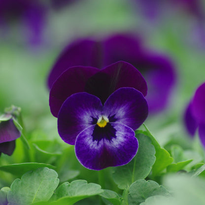 Viola cornuta 'Penny Denim Jump Up'  - Penny™ Denim Jump Up Viola