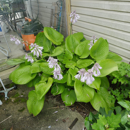 Hosta 'Sum and Substance'  - Sum and Substance Hosta
