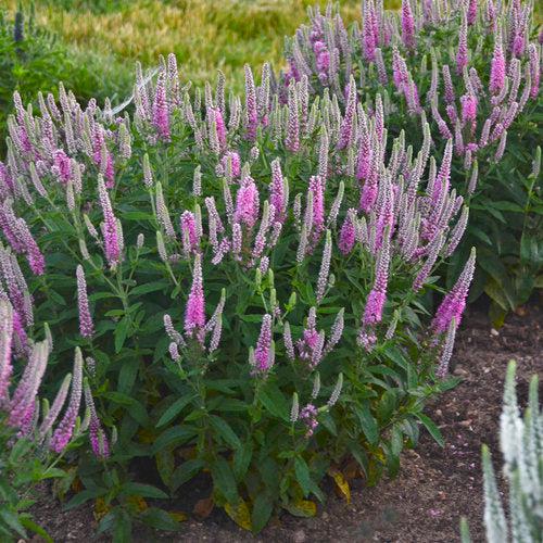 Veronica 'Pink Potion' PP 29,681  - PW® Magic Show® Pink Potion Veronica