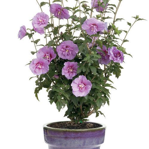Hibiscus syriacus 'Notwoodone'  - Lavender Chiffon® Rose of Sharon