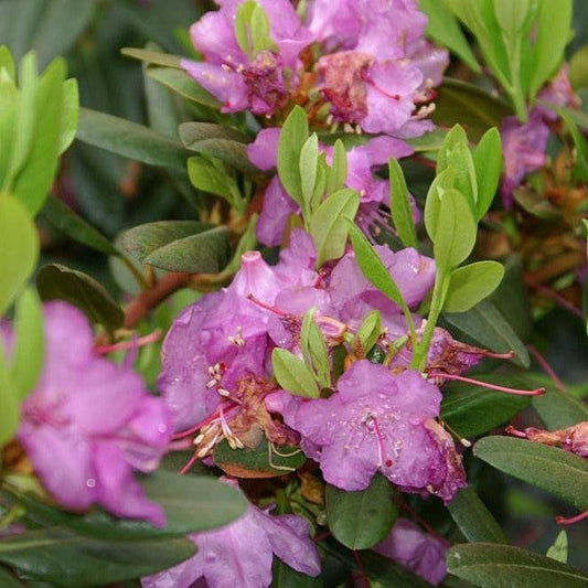 Rhododendron 'PJM Elite'  - PJM Elite Rhododendron