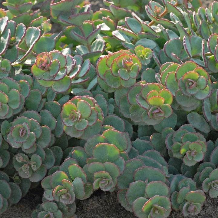 Sedum sieboldii  - October Daphne Stonecrop