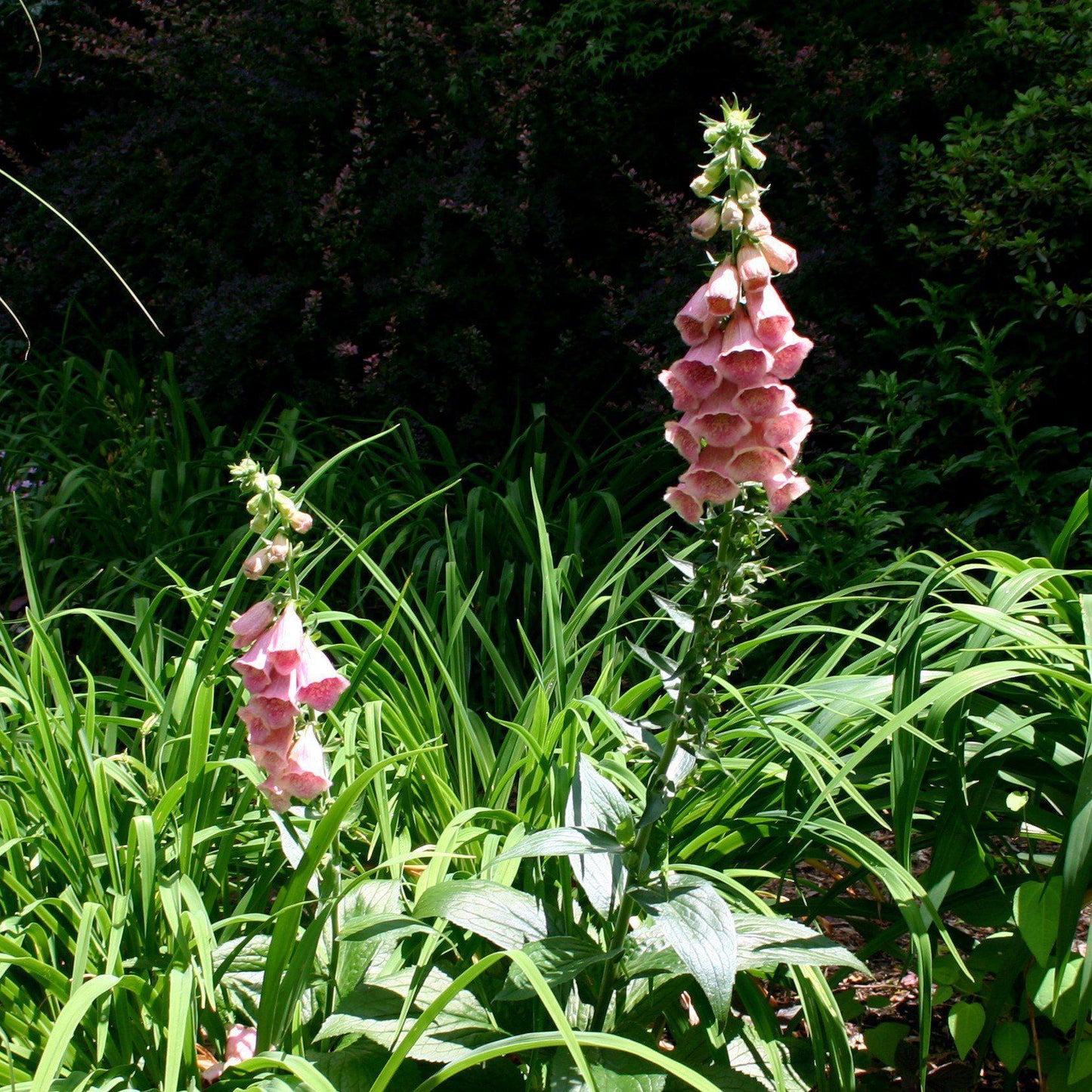 Digitalis x mertonensis  - Strawberry Foxglove