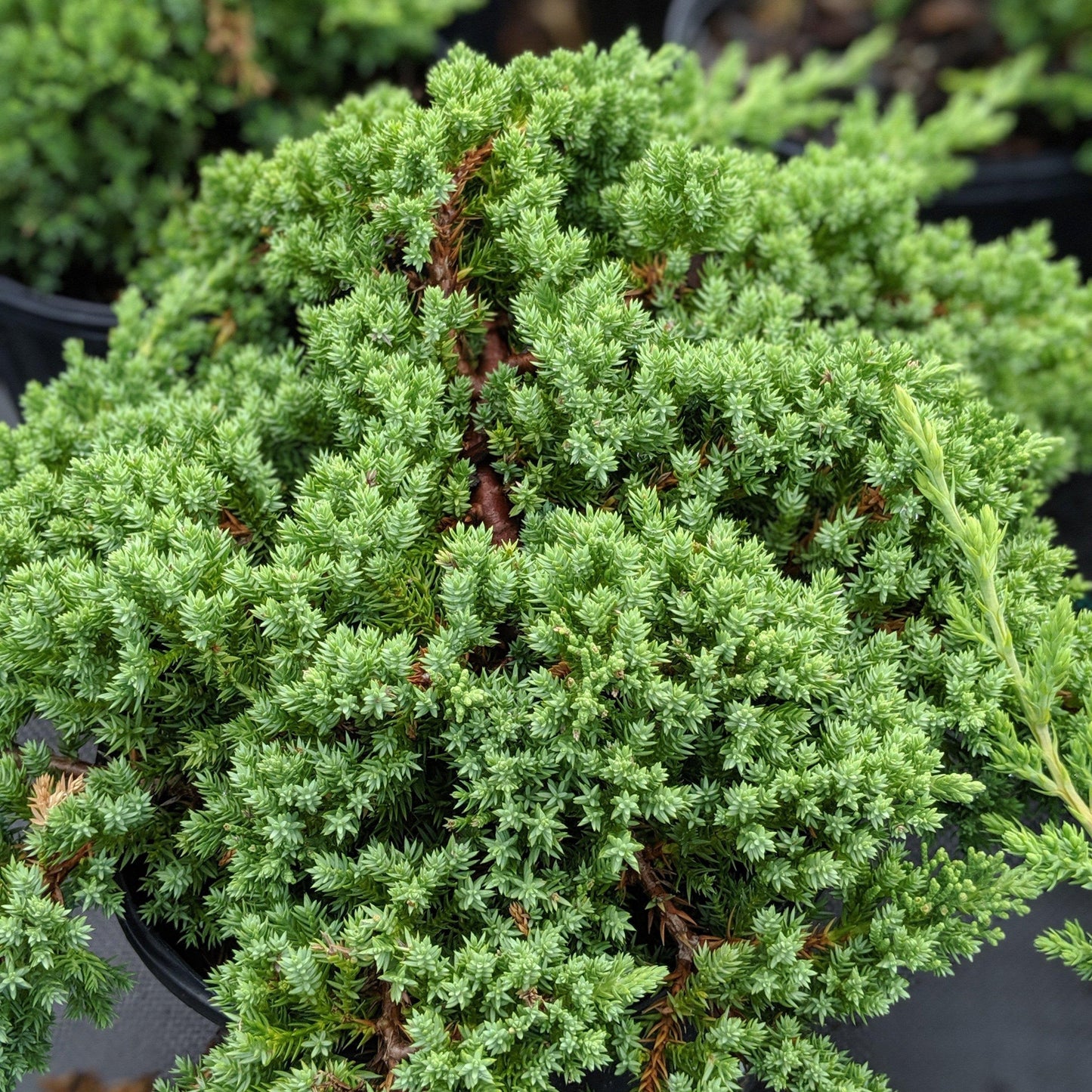 Juniperus procumbens 'Nana'  - Japanese Garden Juniper