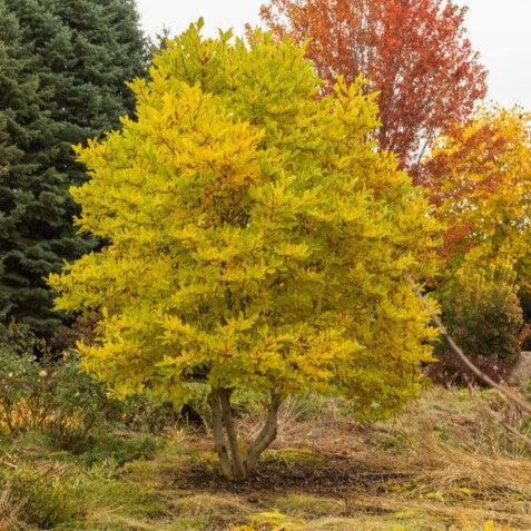 Magnolia stellata 'Centennial Blush'  - First Editions® Centennial Blush Star Magnolia