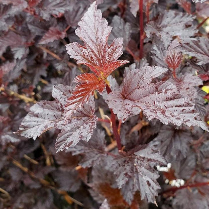 Physocarpus opulifolius 'SMNPMS'  - Summer Wine® Black Ninebark