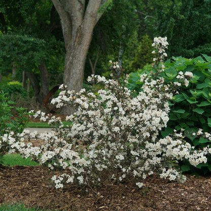 Weigela florida 'SMNWFGC'  - Wine & Spirits® Weigela