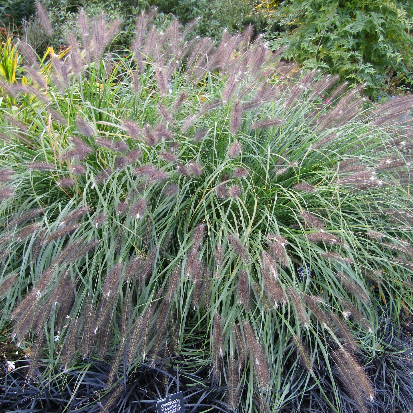 Pennisetum alopecuroides 'Red Head'  - Red Head Fountain Grass