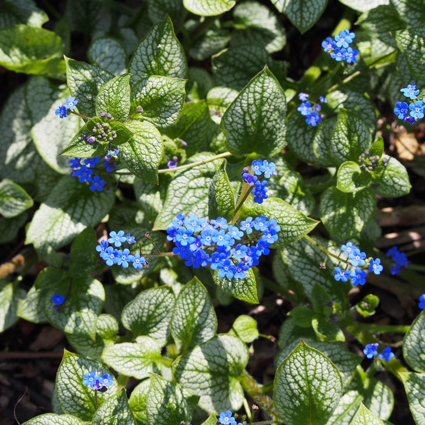 Brunnera macrophylla 'Sea Heart'  - Sea Heart Siberian Bugloss