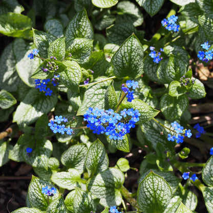 Brunnera macrophylla 'Sea Heart'  - Sea Heart Siberian Bugloss