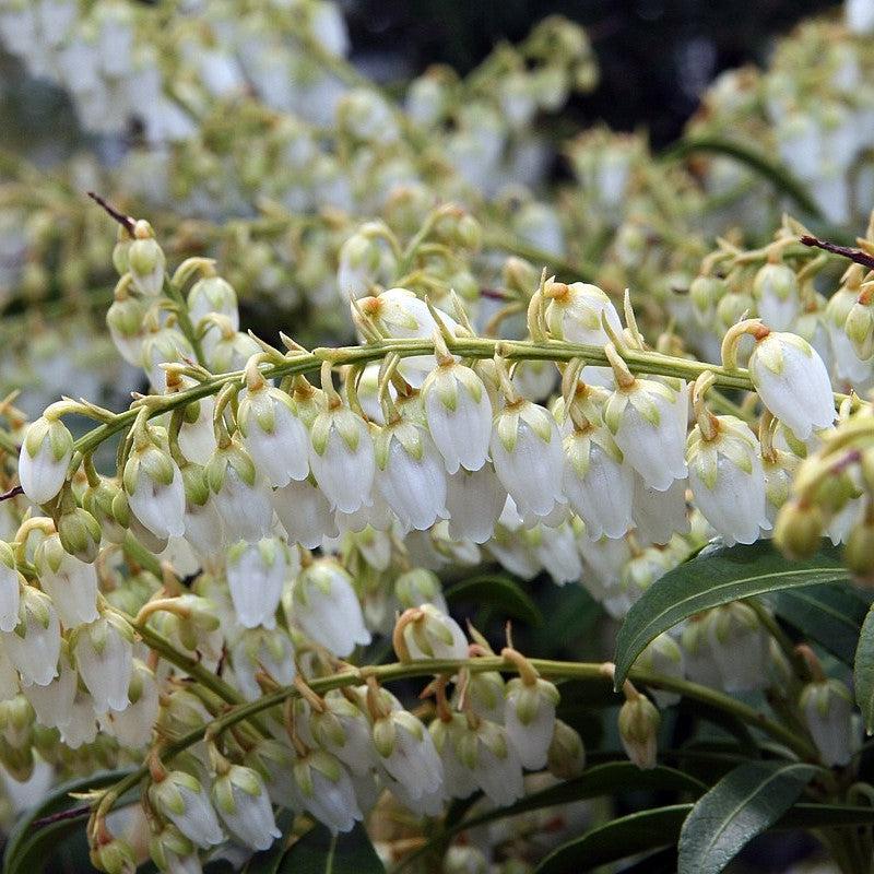 Pieris japonica 'Purity'  - Purity Andromeda