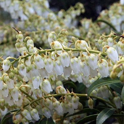 Pieris japonica 'Purity'  - Purity Andromeda