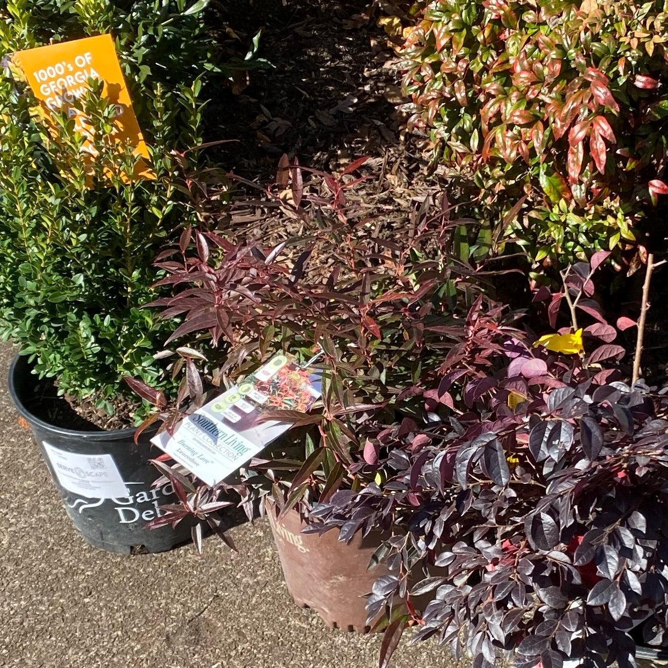 Leucothoe keiskei 'Opstal 50'  - Burning Love™ Leucothoe