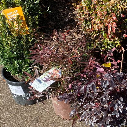 Leucothoe keiskei 'Opstal 50'  - Burning Love™ Leucothoe