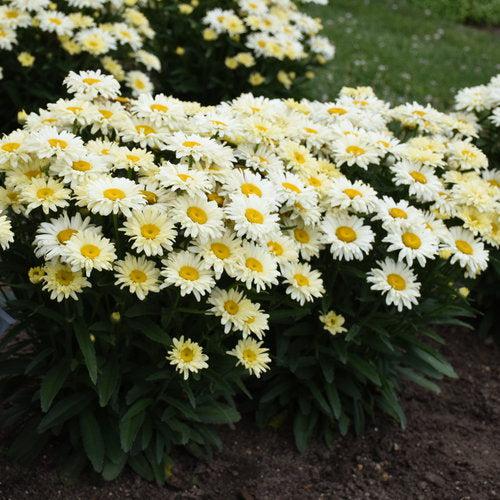 Leucanthemum superbum ’Banana Cream II’ - PW® Amazing Daisies® Banana Cream II Shasta Daisy