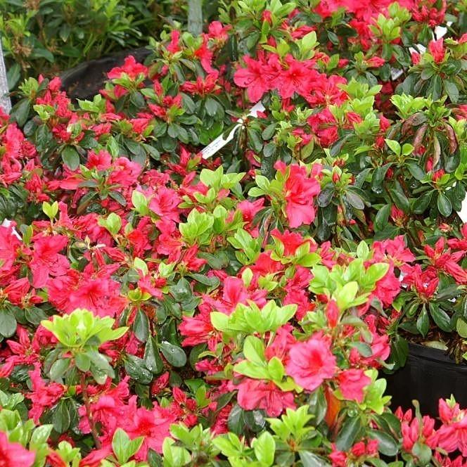 Rhododendron x girard 'Girard's Crimson'  - Girard's Crimson Azalea
