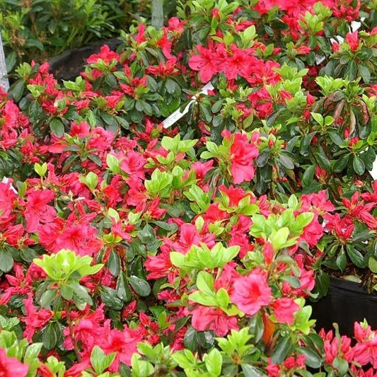 Rhododendron x girard 'Girard's Crimson'  - Girard's Crimson Azalea