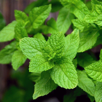 Mentha x villosa 'Mojito'  - Mojito Peppermint