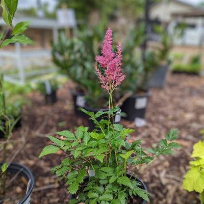 Astilbe japonica 'Rheinland'  - Rheinland Japanese Astilbe