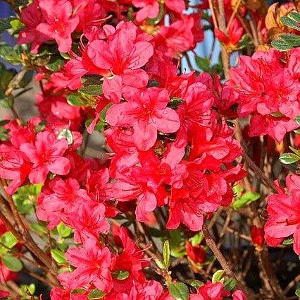 Rhododendron x 'Hino Crimson'  - Hino Crimson Azalea