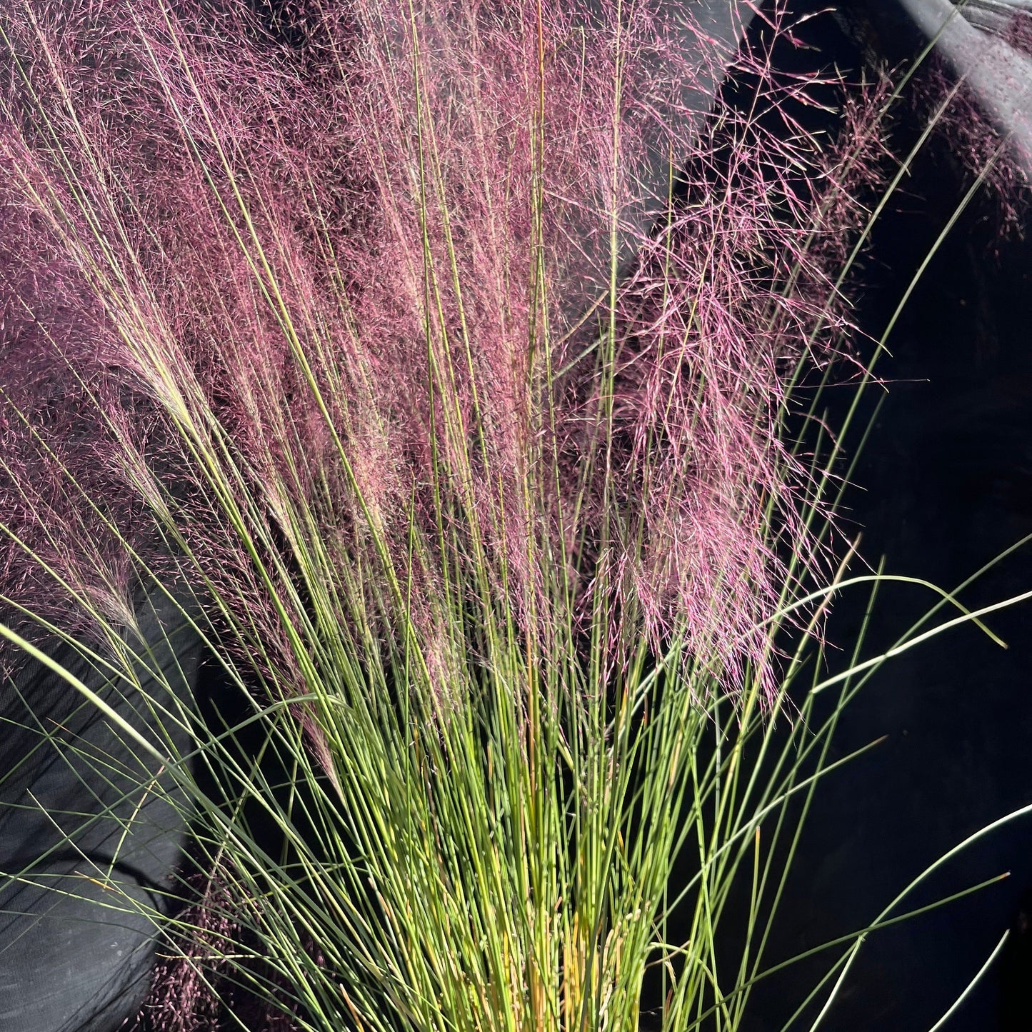 Muhlenbergia capillaris  - Pink Muhly Grass