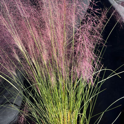 Muhlenbergia capillaris  - Pink Muhly Grass