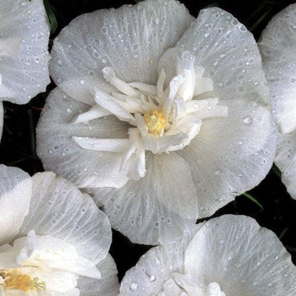 Hibiscus syriacus 'Notwoodtwo'  - White Chiffon® Rose of Sharon