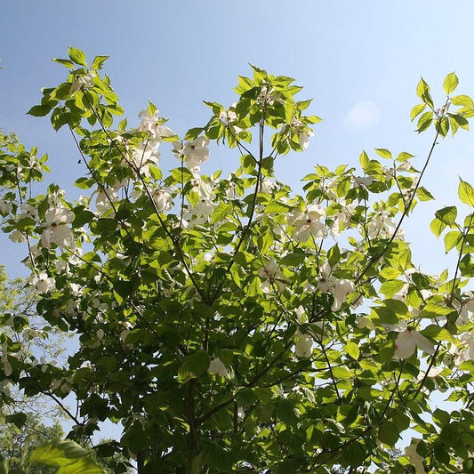 Cornus florida 'Cloud Nine'  - Cloud Nine Dogwood