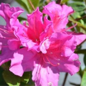 Rhododendron 'Conlec'  - Encore® Autumn Royalty™ Azalea