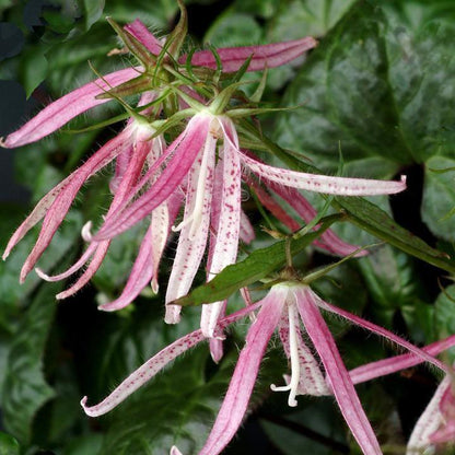 Campanula 'Pink Octopus'  - Pink Octopus Bellflower