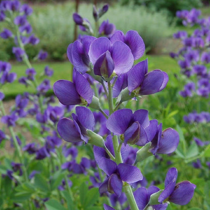 Baptisia australis  - Blue False Indigo