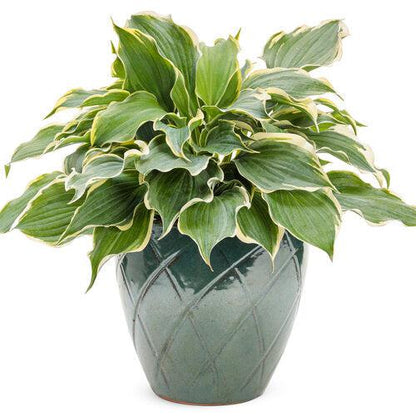 Hosta 'Hope Springs Eternal' PP33,266  - PW® Shadowland® Hope Springs Eternal Hosta