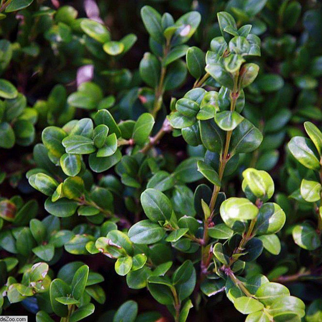 Buxus microphylla var. japonica 'Winter Gem'  - Winter Gem Boxwood