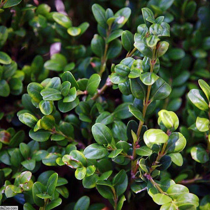 Buxus microphylla var. japonica 'Winter Gem'  - Winter Gem Boxwood