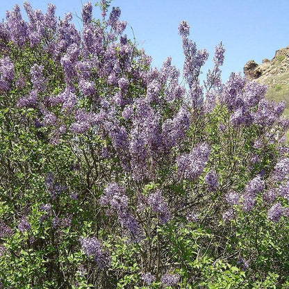 Syringa vulgaris  - Common Lilac, Purple
