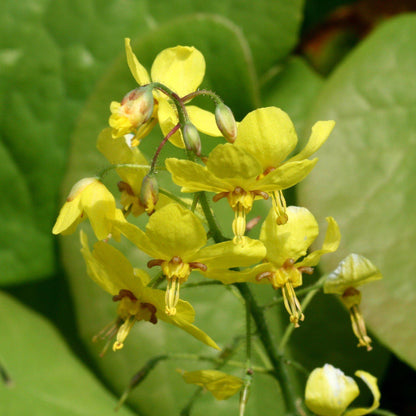 Epimedium x perralchicum 'Frohnleiten'  - Frohnleiten Barrenwort, Bishop's Hat