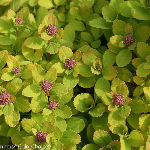 Spiraea betulifolia 'Tor Gold'   - Glow Girl® Birchleaf Spirea