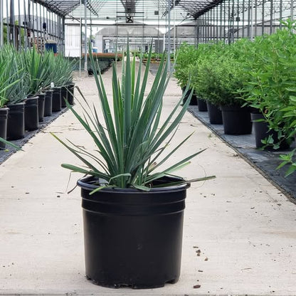 Yucca filamentosa 'Excalibur'  - Excalibur Yucca