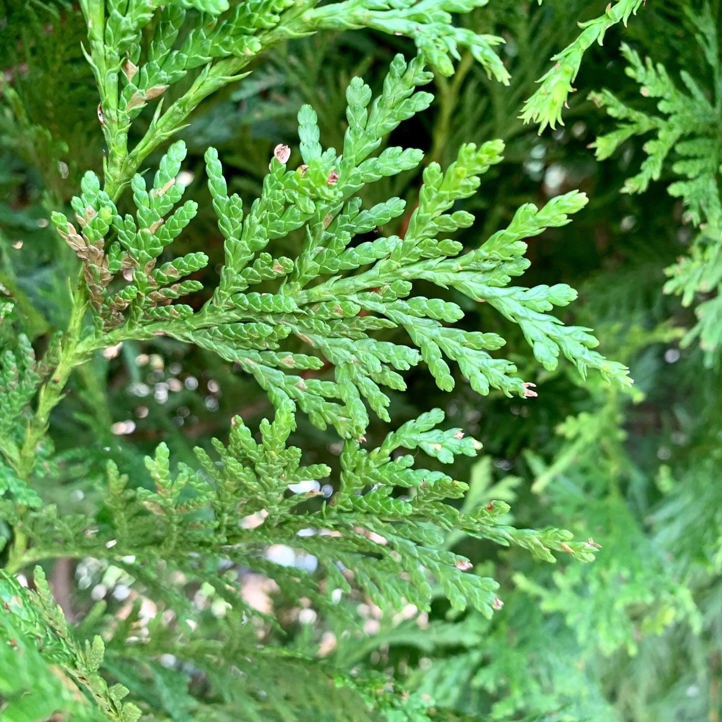 Thuja standishii x plicata 'Green Giant'  - Green Giant Arborvitae