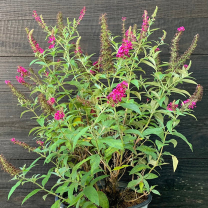 Buddleia 'Miss Molly'  - Miss Molly Butterfly Bush