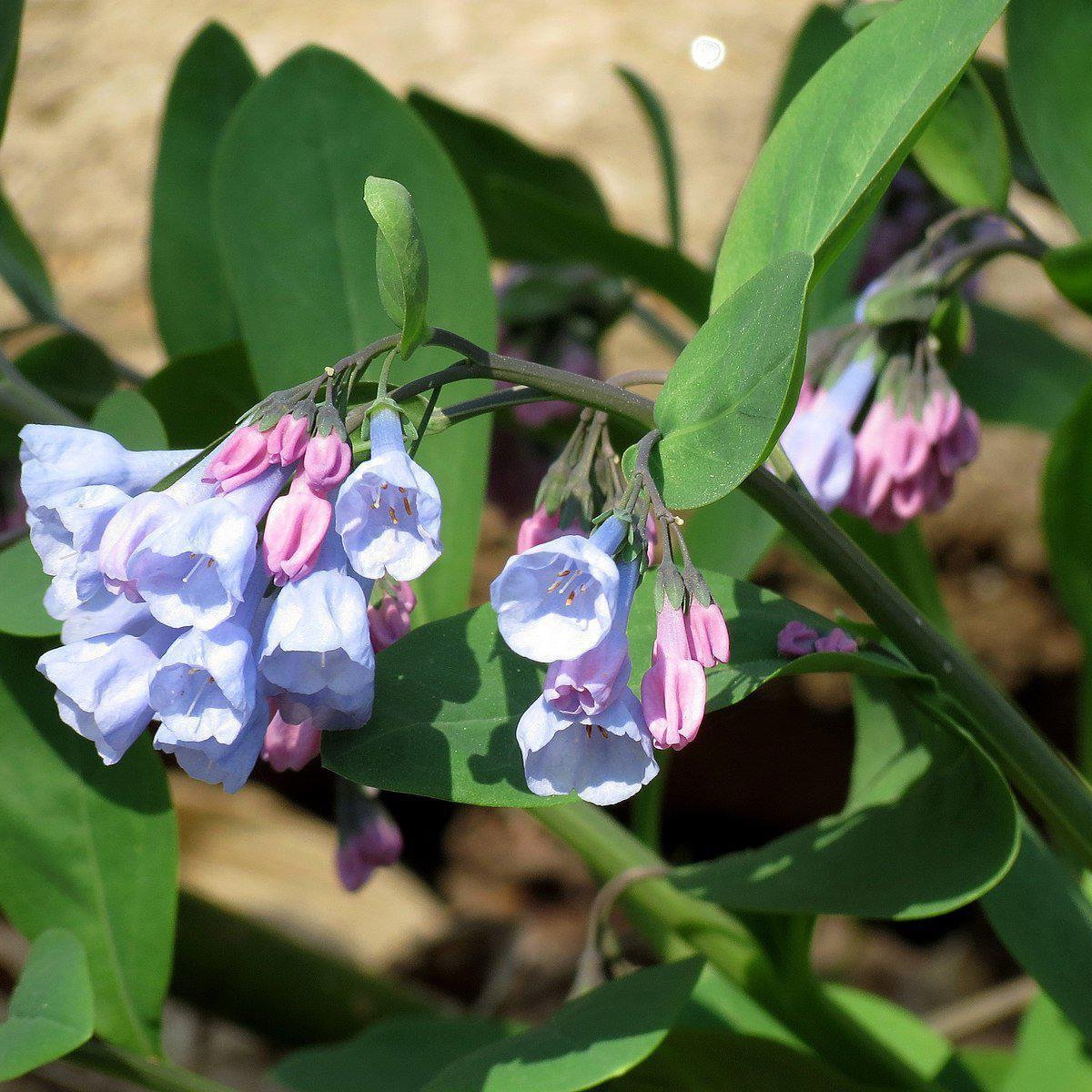 Mertensia virginica  - Virginia Bluebells
