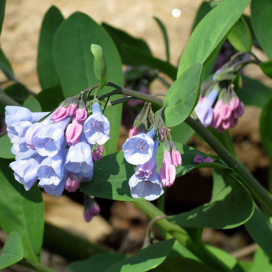 Mertensia virginica  - Virginia Bluebells