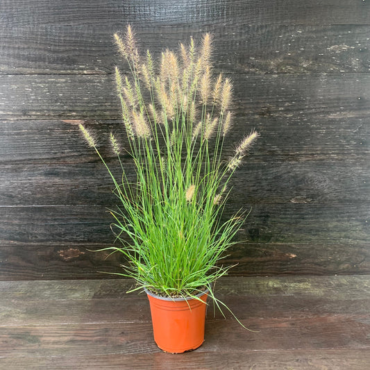 Pennisetum alopecuroides 'Hameln  - Hameln Fountain Grass