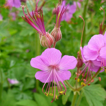 Geranium macrorrhizum 'Bevan's Variety'  - Bevan's Variety Bigroot Cranesbill