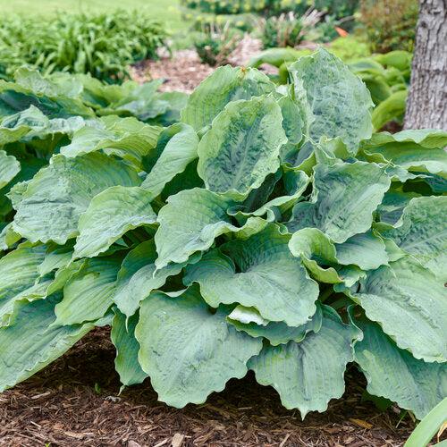Hosta 'Diamond Lake' PP30769  - PW® Shadowland® Diamond Lake Hosta